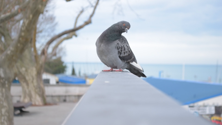 Vogelpinnen - duivenpinnen voorkomen overlast